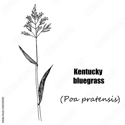 Kentucky bluegrass. Hand drawn sketch botanical illustration. Medical herbs