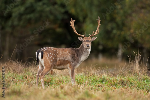 fallow deer, dama dama, Czech republic