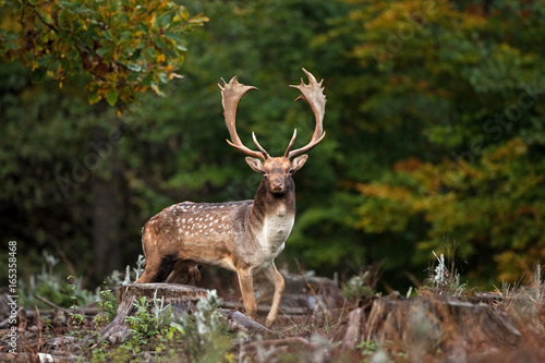 fallow deer, dama dama, Czech republic