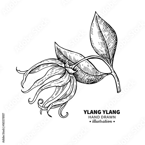 Ylang ylang vector drawing. Isolated vintage illustration of me