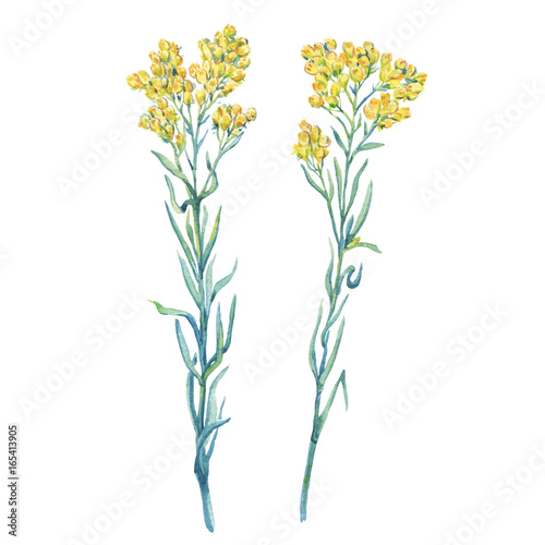 A branch close-up of a yellow Helichrysum arenarium (dwarf everlast, immortelle) flower, medicinal plant. Watercolor hand drawn painting illustration, isolated on white background.