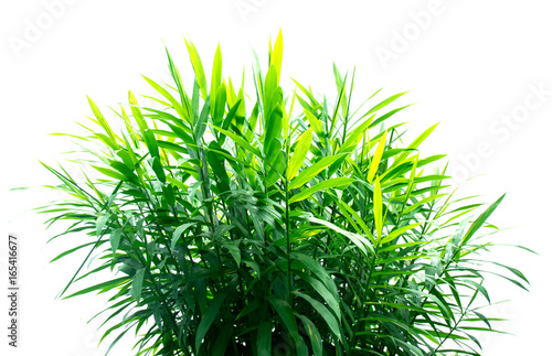 green Ginger leaf plant isolate on white background