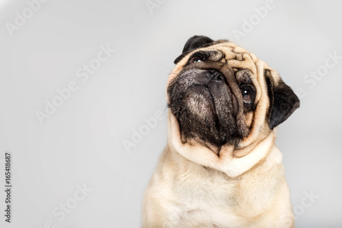 studio shot of funny pug dog, isolated on grey