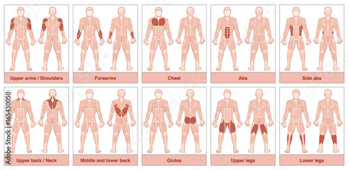 Muscle group chart - male body with the largest human muscles, divided into ten labeled cards with names and appropriate highlighted muscle groups - isolated vector illustration on white background.