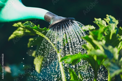 Watering of the garden