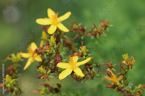 Agrimonia eupatoria