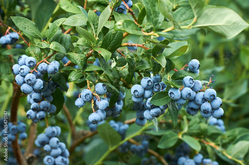 Fresh organic blueberrys on the bush. Vivid colors.