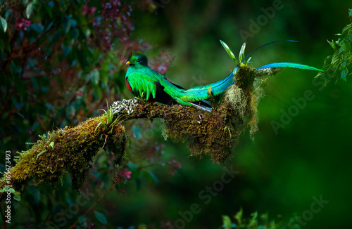 Resplendent Quetzal, Pharomachrus mocinno, magnificent sacred green bird from Savegre in Panama. Rare magic animal in mountain tropic forest. Birdwatching in America.Exotic bird with long tail.
