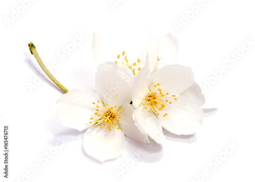 Jasmine flower isolated on white background. close up