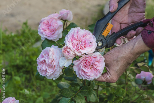 gardening concept/hand with sekator cutting the rose flowers