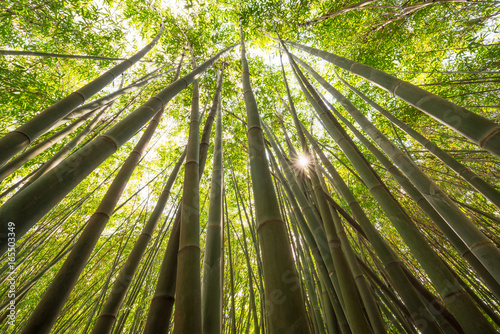 Sun shining through a bamboo forest