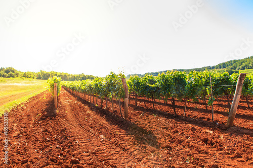 View of vineyards, Istria