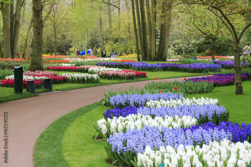 Beautiful tulips, hyacinths, daffodils and other flowers in spring in the Keukenhof in the Netherlands