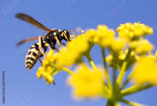 Wasp on yellow flower in nature