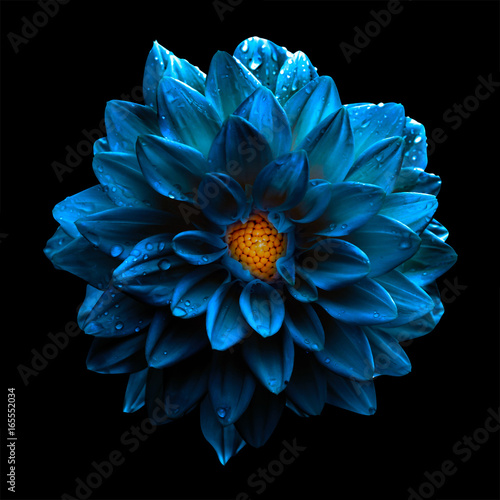 Surreal dark chrome blue flower dahlia macro isolated on black