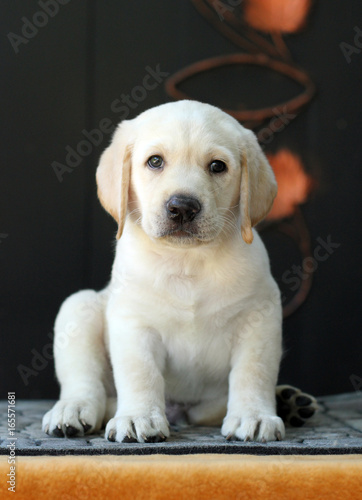 a little labrador puppy on a yellow background
