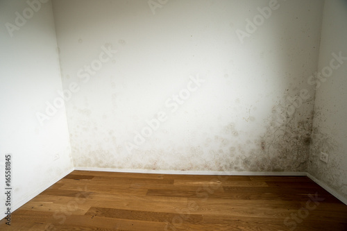 new and empty apartment with wood floor and white wall and a serious mildew and mold problem