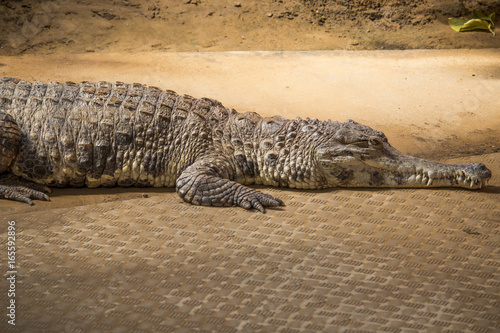 Crocodiles in a zoo - phototgraphy in a zoo