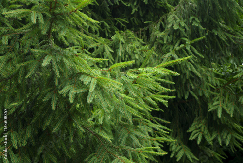 Fir spruce coniferous background.