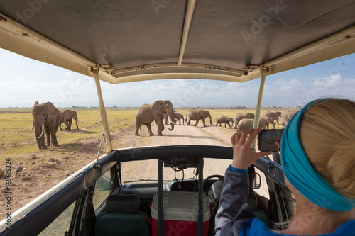 Woman on african wildlife safari, Amboseli national park, Kenya. Lady taking a photo of herd of wild african elephants with her smartphone. Open roof safari vehicle. Focus on elephants.