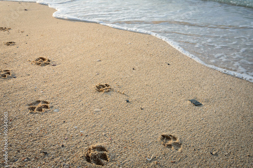 Dog footprints in sand at beach.