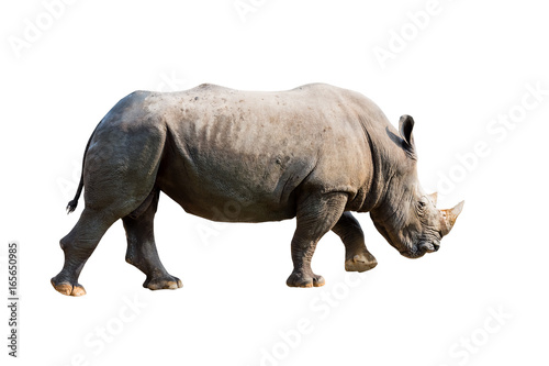 Rhinoceros. isolated on white background with clipping path