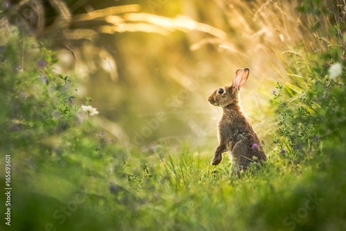 Lapin dans la lumière du soir