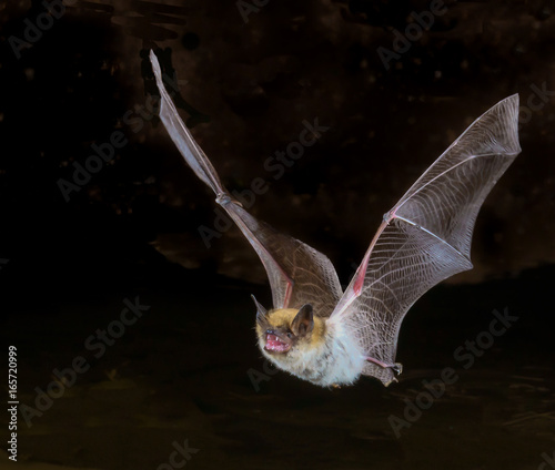 myotis bat in flight, up close
