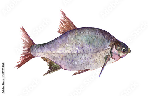 Watercolor single bream fish animal isolated on a white background illustration.