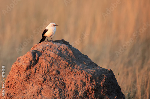 The southern pied babbler (Turdoides bicolor) sitting on the termite mound