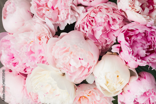 Pink floral background of fresh pink peony flowers buds
