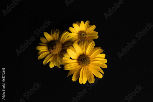 Trzy żółte kwiaty na czarnym tle.