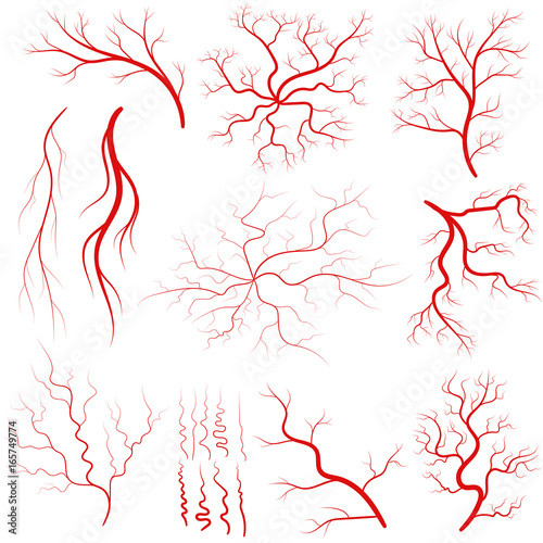 Vein set, Human vessel, eye veins vector