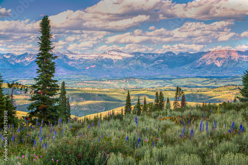 Foreground Wyoming Wildflowers and Sawtooth Mountains