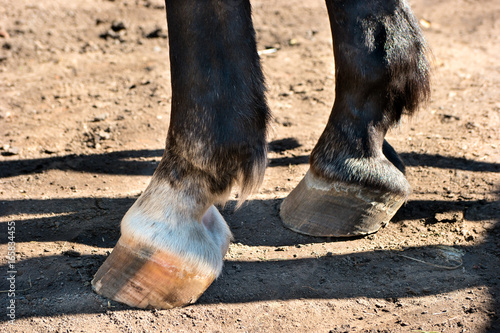 Horse hooves