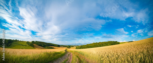 Panorama of wheat field in the morning in Kansas
