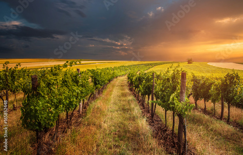 Weinstöcke im Sonnenuntergang