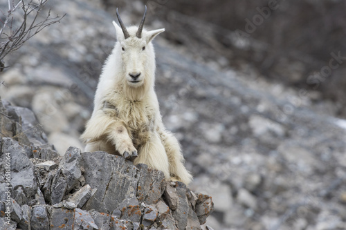 Mountain goat on rock ledge