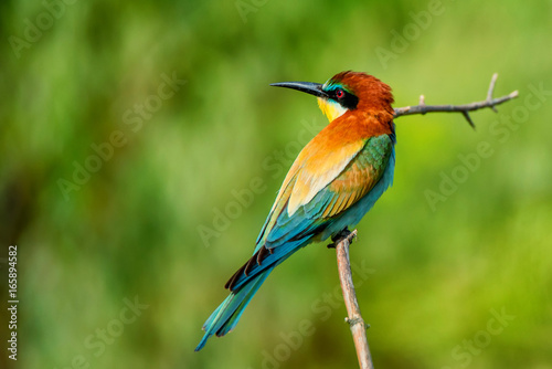 Exotic colorful tropical bird