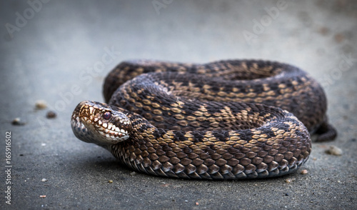 Snake, Common European Adder, Vipera berus