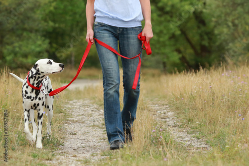 Mature woman is walking a dalmatian dog on a leash in nature environment