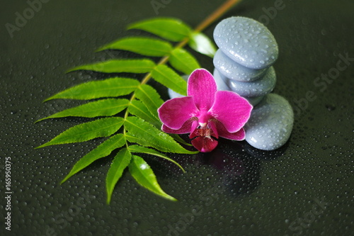 galets gris disposés en mode de vie zen avec une orchidée, une branche de bruyère et des gouttes d'eau sur fond noir brillant