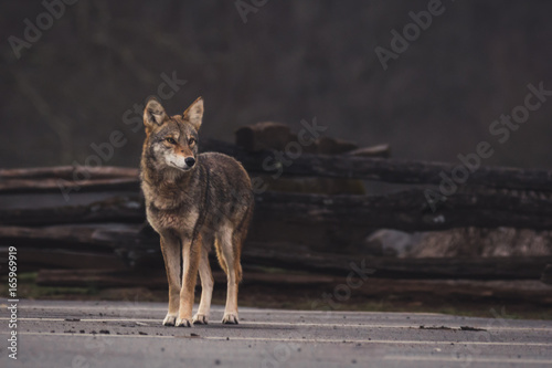 Coyote