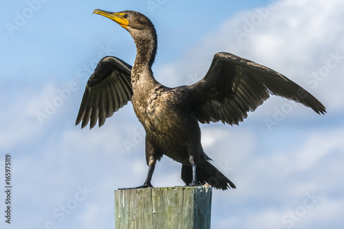 Cormorant