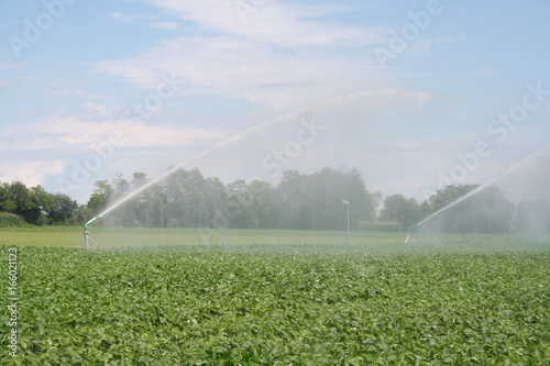 Irrigazione d'acqua su campo di soia verde in estate