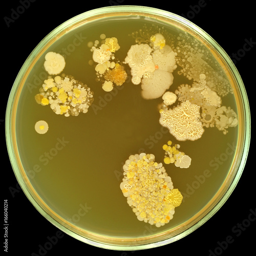 Colorful bacterial colonies on sterile agar in petri plate. Inoculation by human fingerprints on meat-peptone agar in petri dish. Manual isolation.