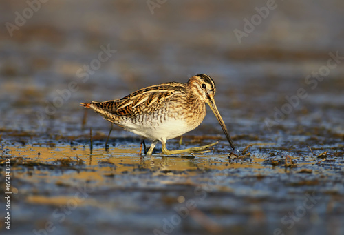 Nice woodcock walking on the shore in warming light