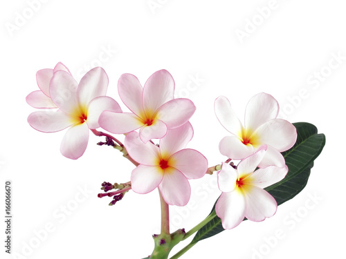 bouquet of blooming gentle pink frangipani flower with foliage isolated on white, delicate and fragrant tropical flowers for garden ornamental or zen spa decor