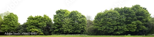 High definition Treeline isolated on a white background