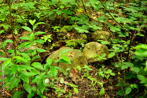 Omszałe kamienie w lesie